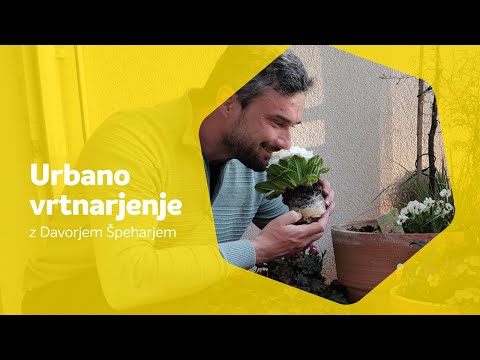 Video: Značilnosti In Sajenje Rastlin Na Podporni Steni - 3