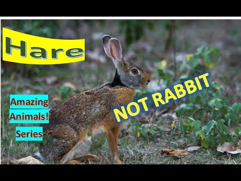 Hare facts native to Africa Eurasia and North America