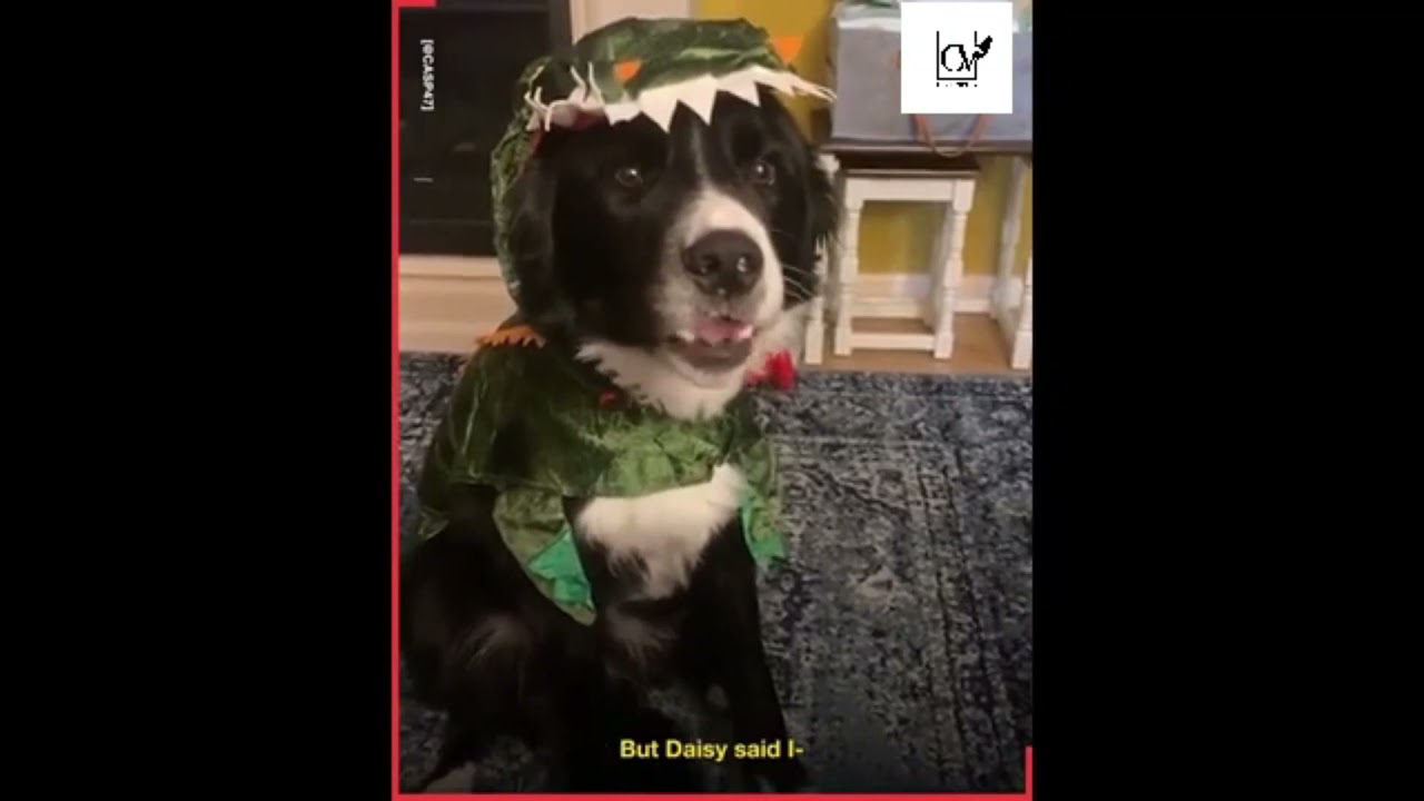 Casper The Talking Dog Part 4 Dog Funny Talkingdog Youtube