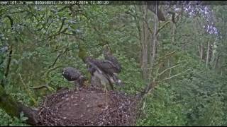 12H40M Melnais Stakis Wings Exercises