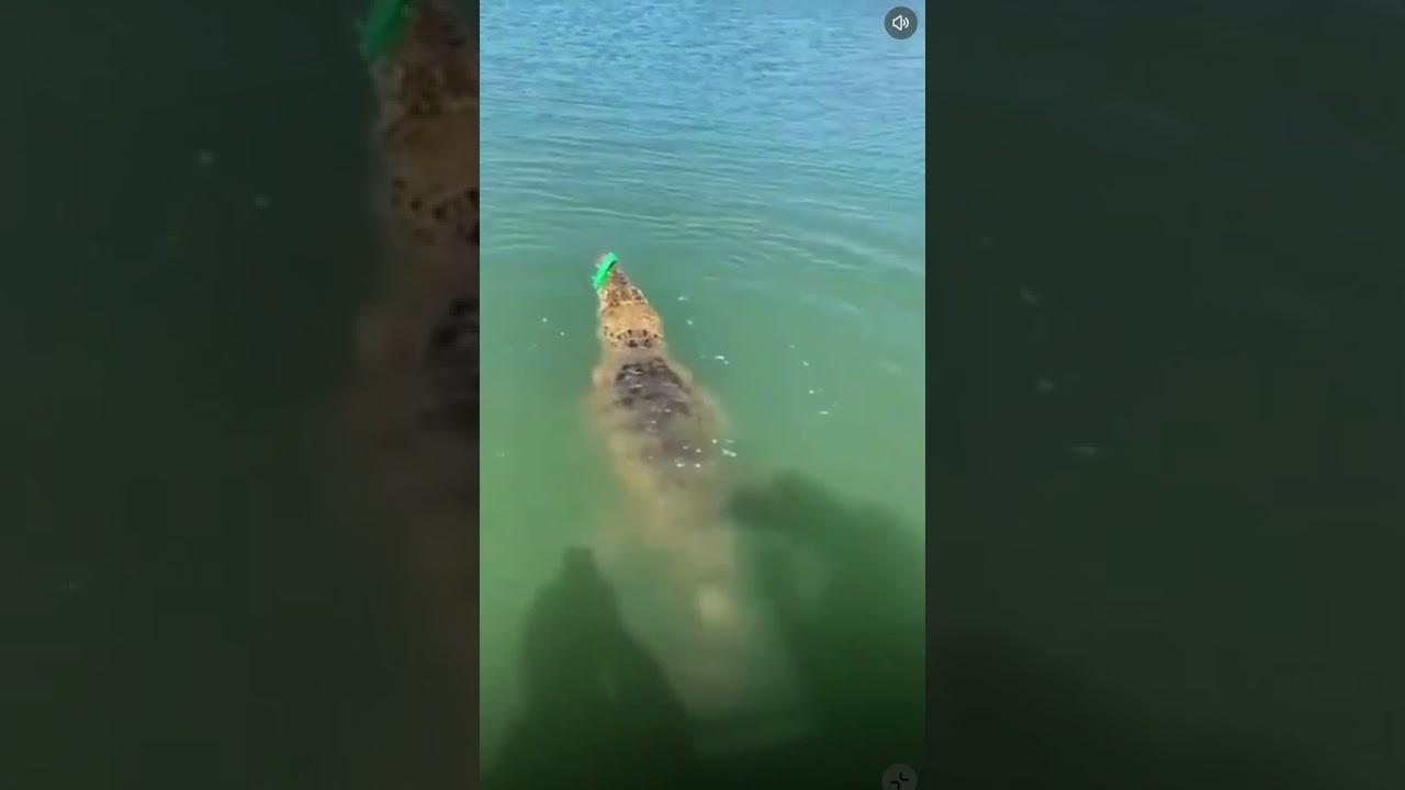 mancing malah dapat buaya