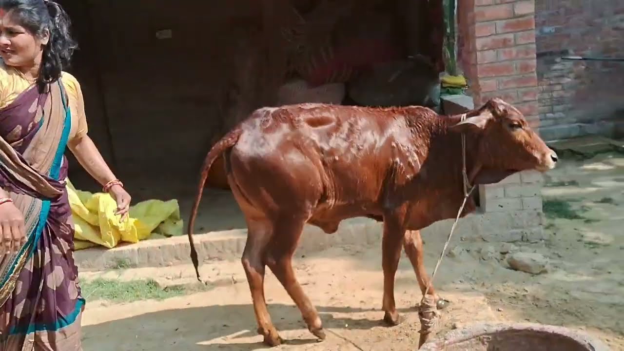 Aaj dallo aur kashu ko mummy nehlaye #dallo #kashu #cute #vlog 