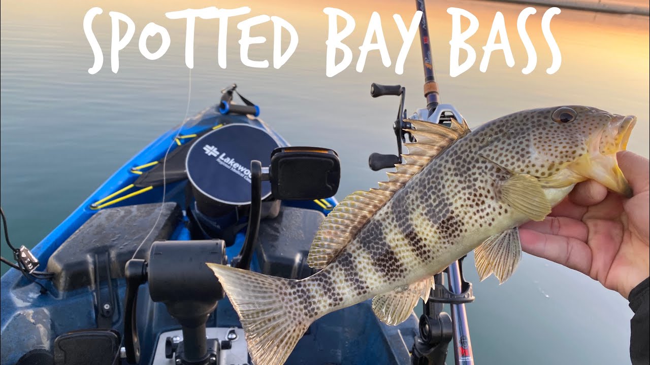 Super Bowl Sunday Fishing For Spotted Bay Bass. Huntington Harbor YouTube