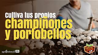 Setas A La Vista Aprende A Cultivar Champiñones Y Portobellos