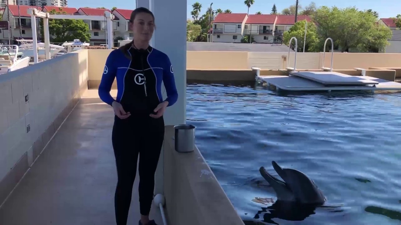 CMA Virtual Field Trip. Dolphins Pt. 3 YouTube