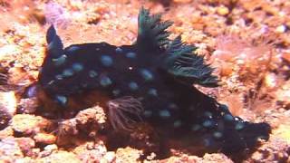 Nudibranchs | California Academy of Sciences