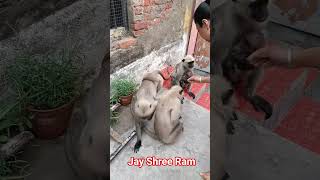 Jay Shree Ram Bajrang Dal kumar jitendra Hanuman #shortvideo #viral @ManojDey @Arvindzone