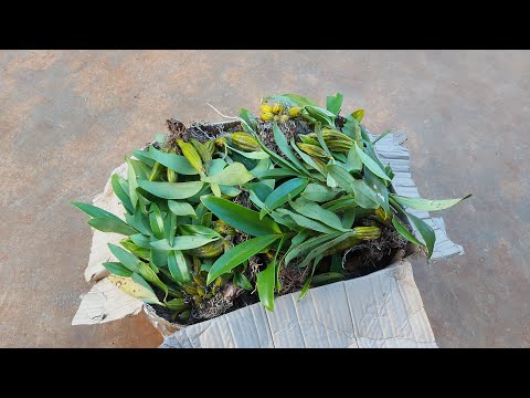 Video SƠN THỦY TIÊN, HOÀNG NHẠN, KIỀU TÍM, H.THẢO LÔNG... - youtube