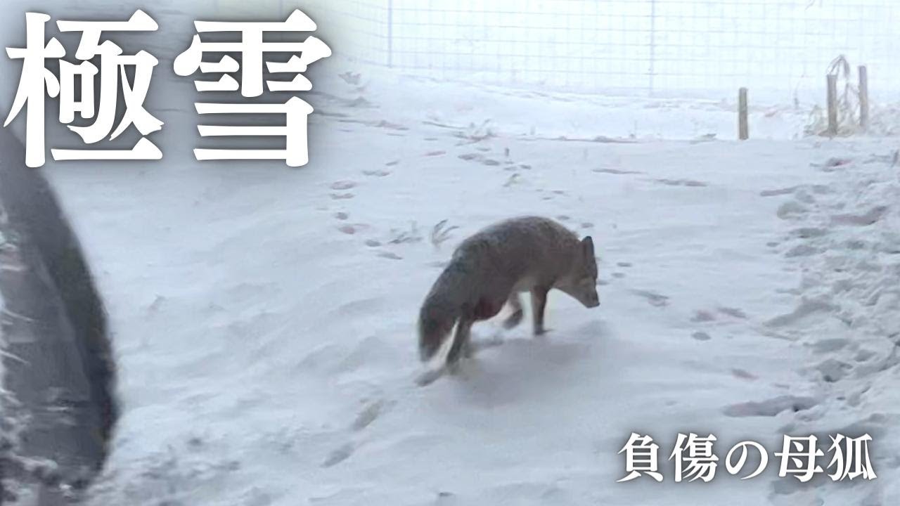 冬狐＊即購入OK ケガを負ったまま大寒波を乗り越えた母狐と家族たち - YouTube