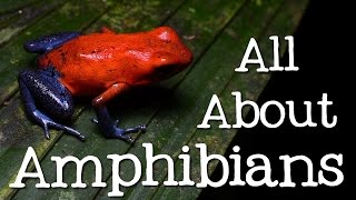 All About Amphibians: Tadpoles, Frogs, and Salamanders  Freeschool