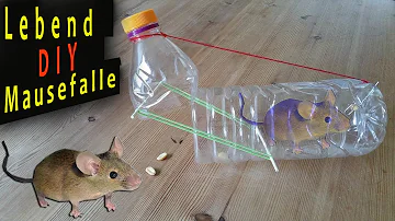 Wie fängt man am schnellsten eine Maus?