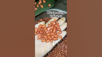 Máy bóc vỏ lạc giống không vỡ giá rẻ 0354715098 #bócvỏlạc #đậuphộngtvshorts