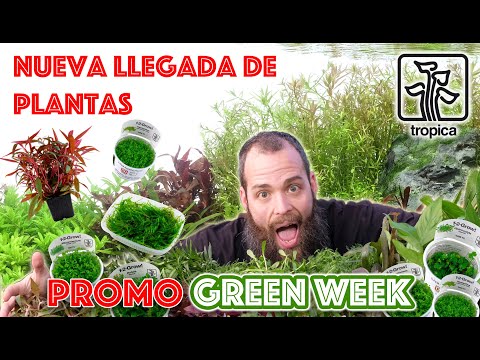 Nueva llegada de plantas y seguimos de Super Green Week Tropica Dinamarca en My Fish Room