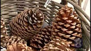 VIDEO: 3 Tips For Keeping Holiday Decorations Fresh
