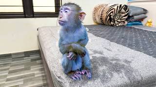 Monkey Kaka Sat Huddled, Shivering From The Cold After Taking A Shower Without Permission.