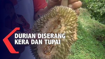 Buah Durian Rusak Diserang Kera Dan Tupai