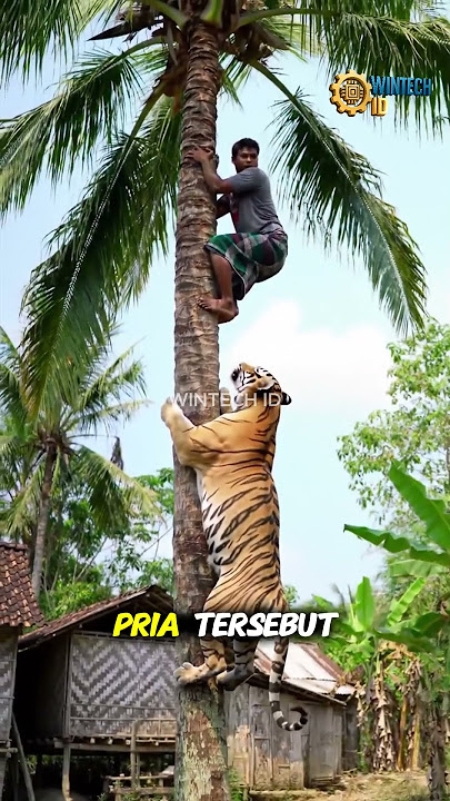 😱 Moments a Man Was Chased by a Tiger Up a Tree