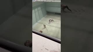 Diving into 70 feet deep empty pool 2 #swimming #pool #diving #foryoupage #fyp