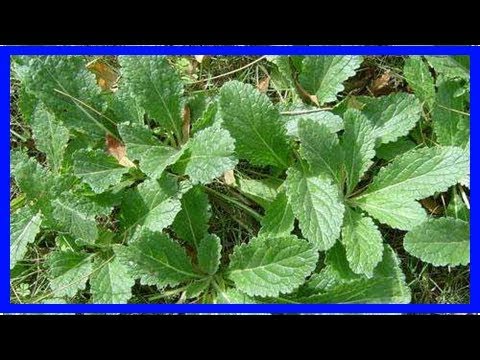 農村這種植物常吃能降血壓、血糖，很多人都不知道怎麼吃！