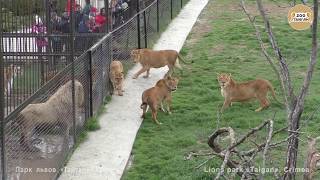 Львицы ополчились на Лейлу. Lionesses attack the lioness Leila. Львицы ополчились на Лейлу. Lionesses attack the lioness Leila.