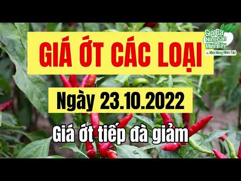 Video Giá ớt hôm nay ngày 23.10.2022 | Giá cả thị trường ớt... - youtube