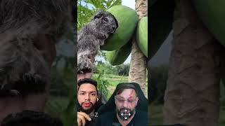 O mistério do mamão furado por animal #biologohenrique #animais #bichoesperto #biologo