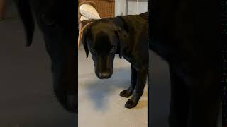 Mr Grumpy Pants - Funny Dog REACTION after surgery