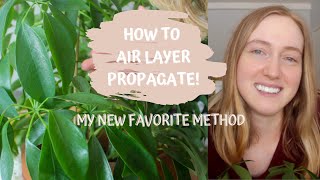 How To Air Layer Propagate Plants | Umbrella Tree + Schefflera Cutting Update
