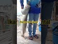 babon kakap putih tawangsari