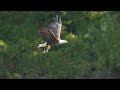Henry the Bald Eagle Shows Off His Skills! 🦅🐟 Catching a Giant Fish in First Try ! 💪✨ in 4K #viral