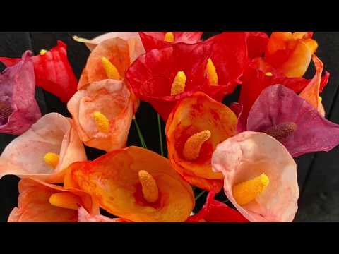 Video: Calla-blomsterproblemer: Hvorfor blir Calla-blomstene grønne