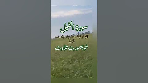 Surat Al Fil | سورة الفيل #qurantilawat #quran #قران_كريم #قرآن #قراءة