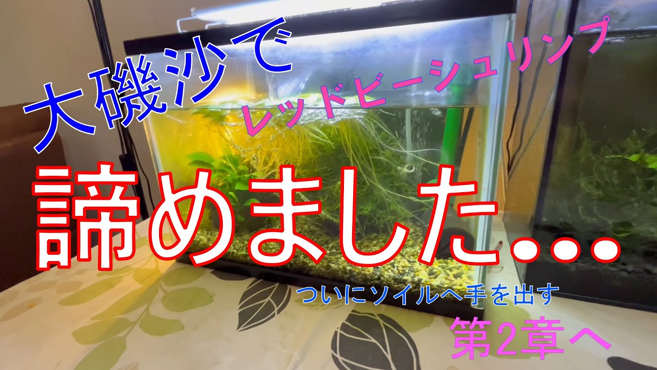 大磯砂でレッドビーシュリンプリベンジ　諦めました…