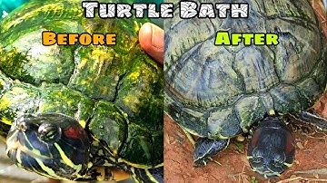 Cleaning Turtle