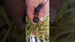 Download Lagu Mustika jantung pisang raja , asli penarikan alam ghaib . MP3