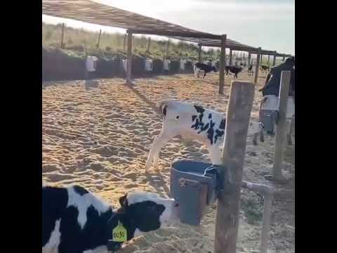 حظائر العجول الرضيعة و طريقة الرضاعة المنفصلة