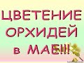 Май:ЦВЕТУТ мои ОРХИДЕИ,и стандарты,и МИНИ!!!