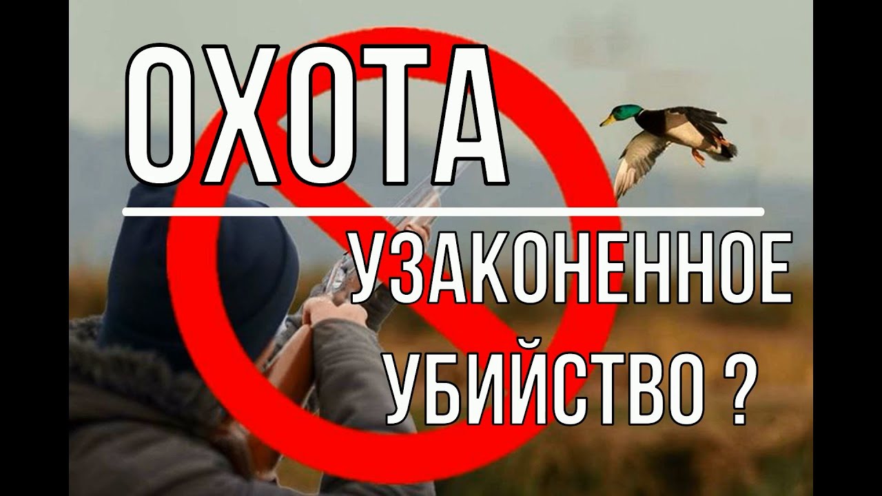 Охота- узаконенное убийство?