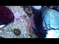 Niagara Falls - Amazing Sea Stars at the Aquarium - USA Side - 2015