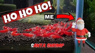 Species Spotlight: Santa Crystal Red Shrimp Care Guide | Mark Shrimp Tanks