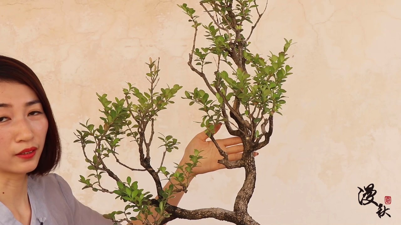 珍珠黄杨修剪造型