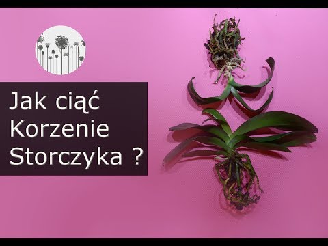 Prawidłowa pielęgnacja stroczyków. Jak ciąć korzenie storczyków i po co ?