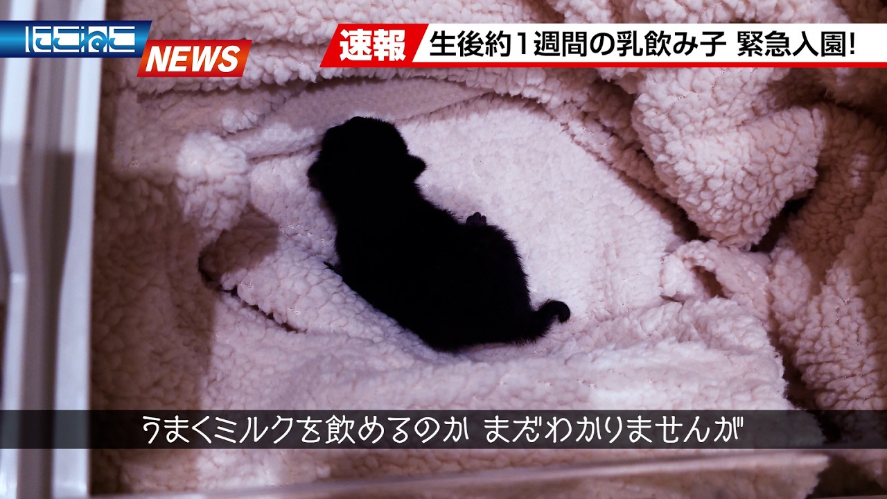 にこねこ NikoNeko Breaking News] A tiny, tiny black kitten has arrived