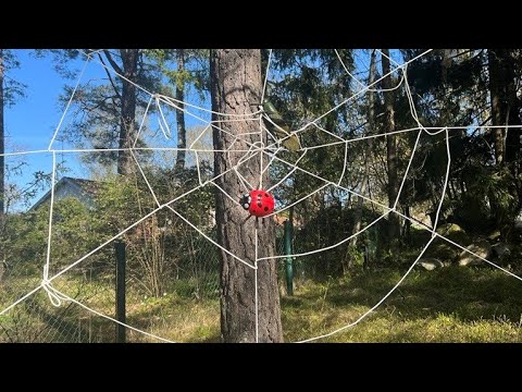 Video: Hur bygger en spindel ett nät?