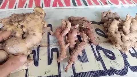 CARA BANDIGKAN JENIS JAHE  DAN PELUANG UNTUK DI BUDIDAYAKAN