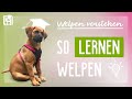 Wie Welpen lernen – Welpen verstehen um sie richtig zu erziehen