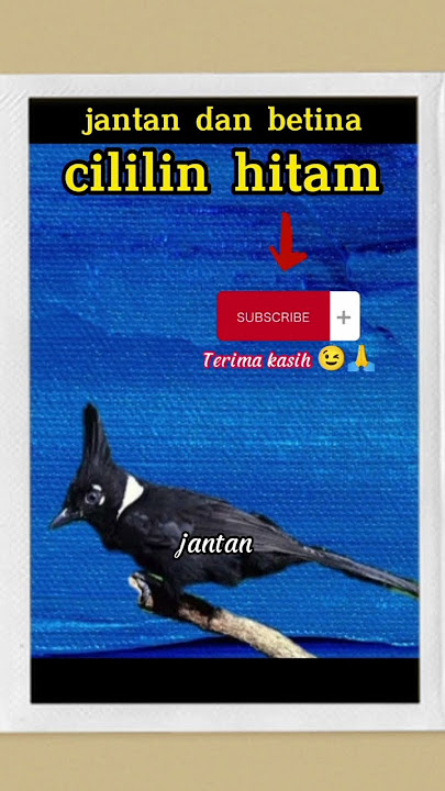 perbedaan fisik jantan dan betina cililin hitam