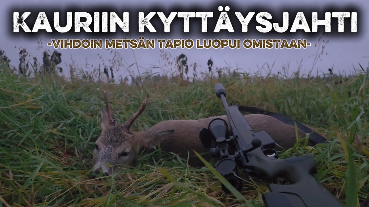 KAURIIN KYTTÄYSJAHTI 