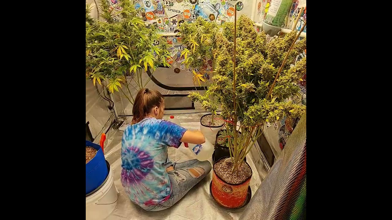 Da Funk - fridayyy! check in! @Mars Hydro @FloraFlex @TNB Naturals