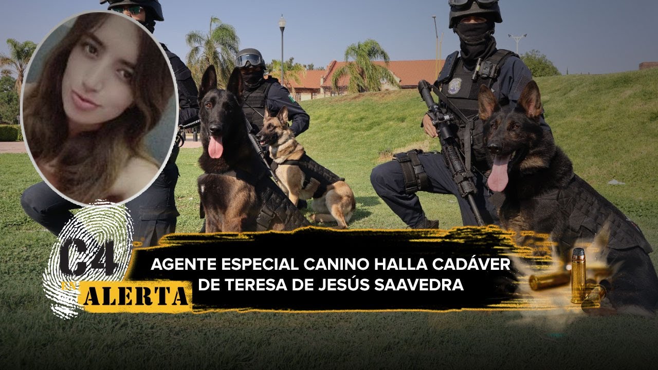 En Edomex, perro policía localiza el cuerpo de una joven víctima de ...